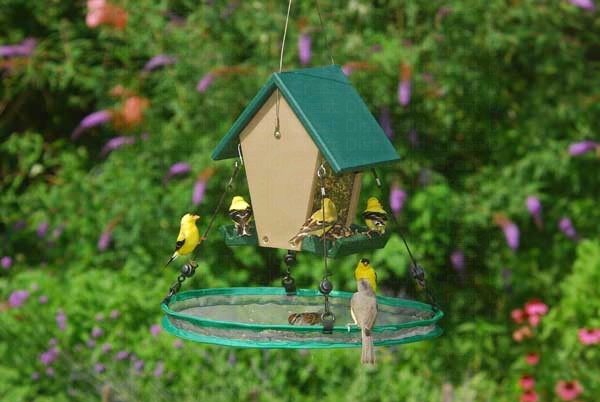 Sunflower and Mixed Seed Bird Feeders: Seed Hoop 16 in SeedHoop