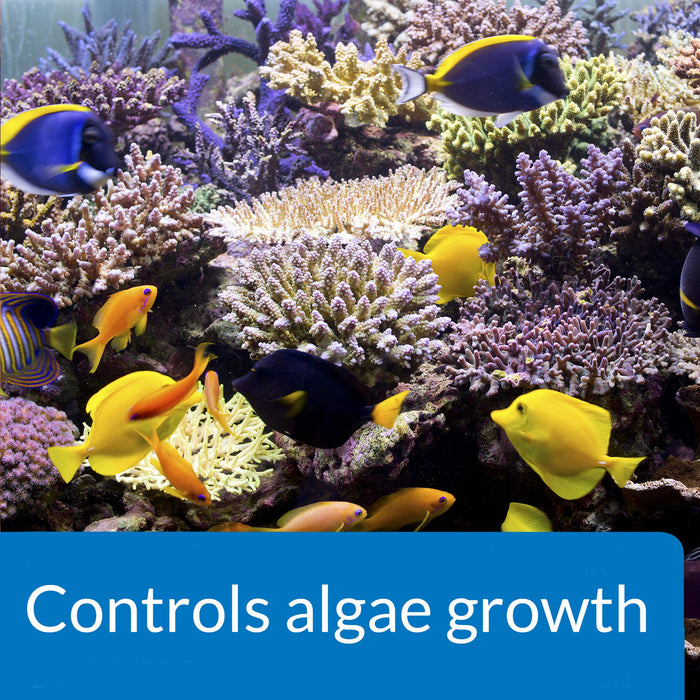 API ALGAEFIX MARINE