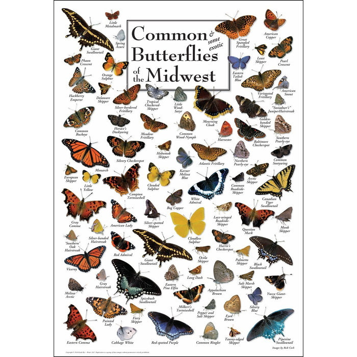 Common Butterflies of Midwest Poster