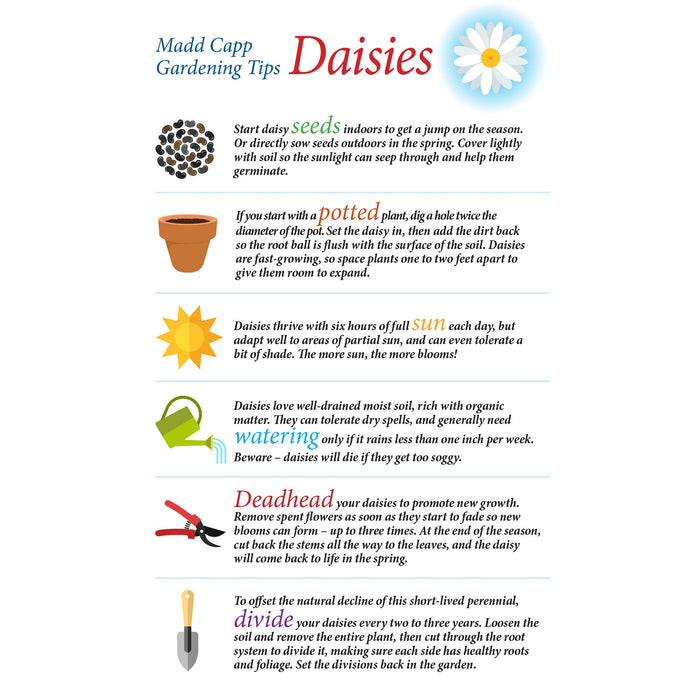 I AM DAISY Puzzle 350 pcs