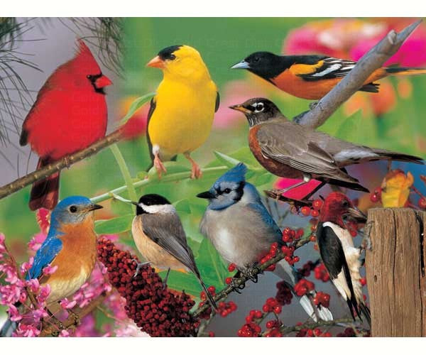 Impact Photographics Puzzle Backyard Birds 500 Piece Puzzle