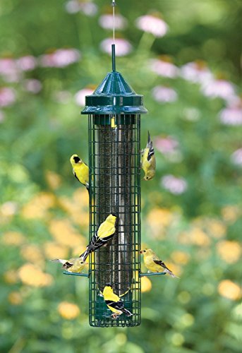 Brome Direct Squirrel Buster Proof Nyjer Bird Feeder 4 Metal Perches 1 Pound Seed Capacity