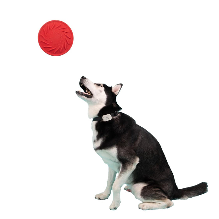 JOLLY PETS FLYER