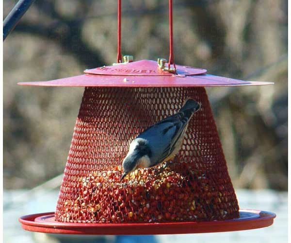 Red Cardinal Feeder