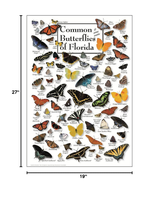 Common Butterflies of Florida Poster