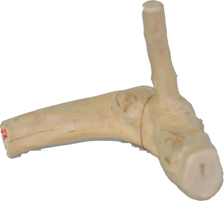 JAVA WOOD REPTILE BRANCH