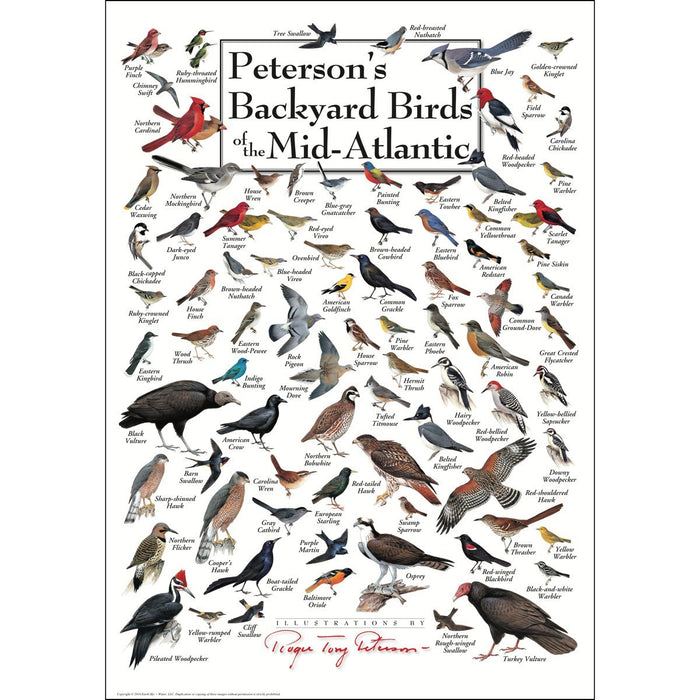 Peterson's Backyard Birds of Mid-Atlantic Poster