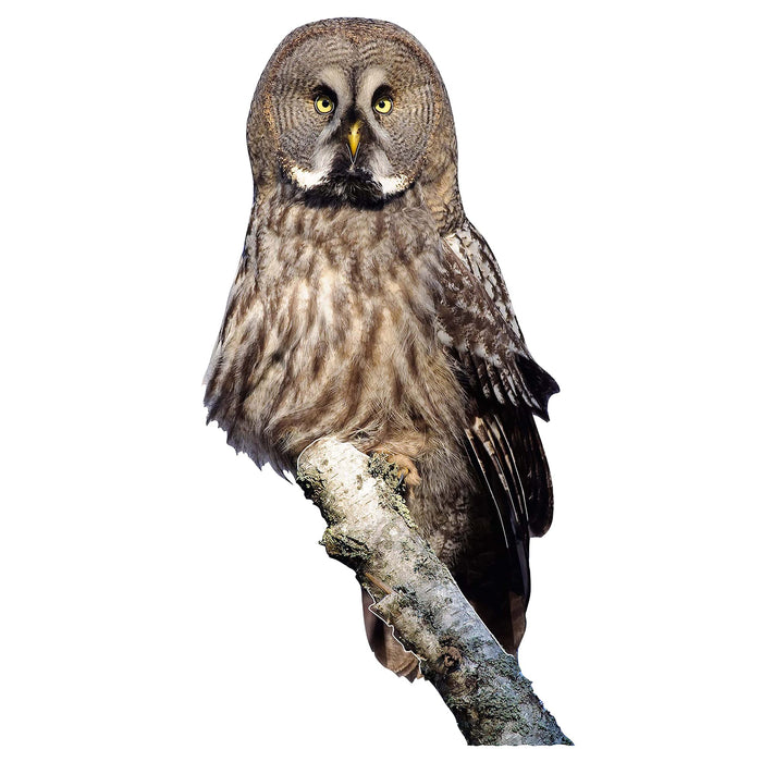 Next Innovations Owl Wall Art