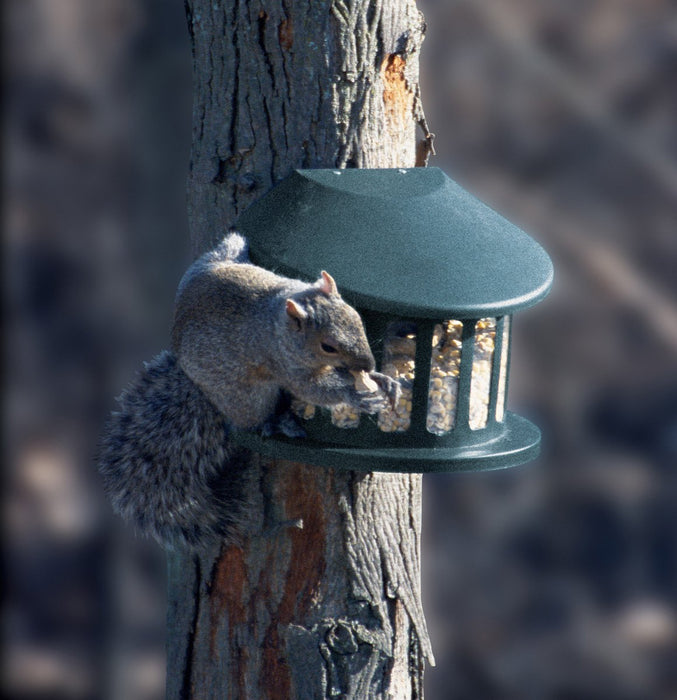AUDUBON SQUIRREL DINER 2 FEEDER