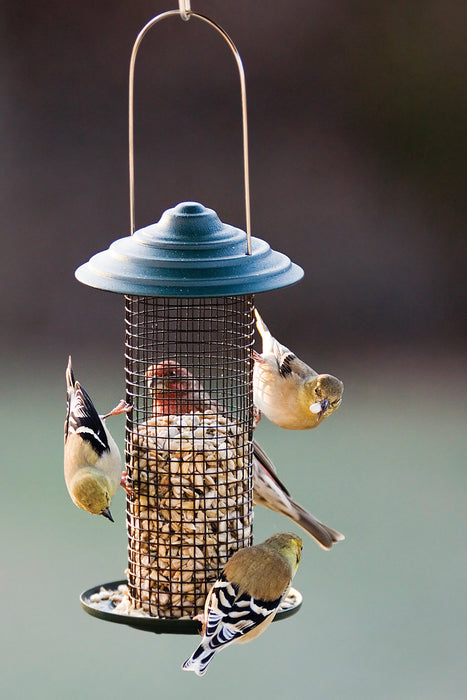 AUDUBON MINI MAGNUM METAL SUNFLOWER SEED SCREEN FEEDER