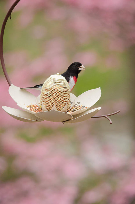Desert Steel Coneflower Bird Feeder