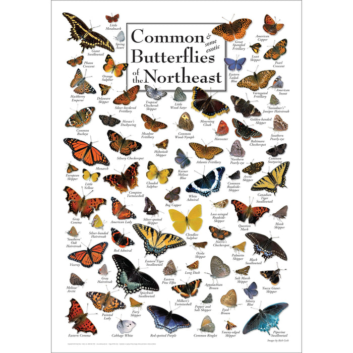 Common Butterflies of New England Poster