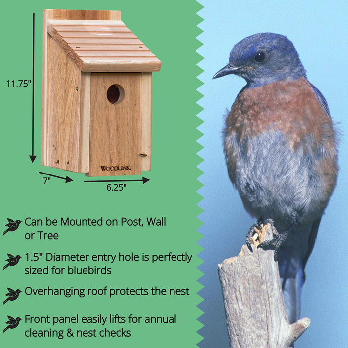 AUDUBON DIY CRAFT KIT BLUEBIRD HOUSE