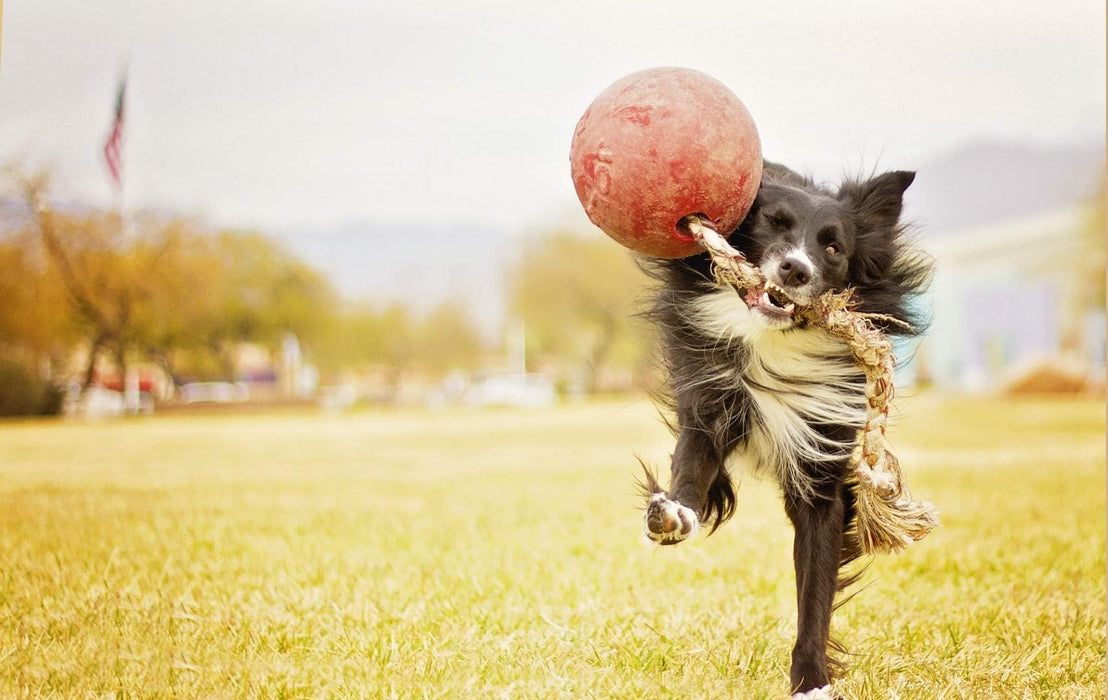 JOLLY PETS ROMP-N-ROLL BALL