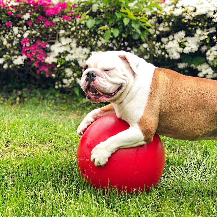 JOLLY PETS PUSH-N-PLAY BALL