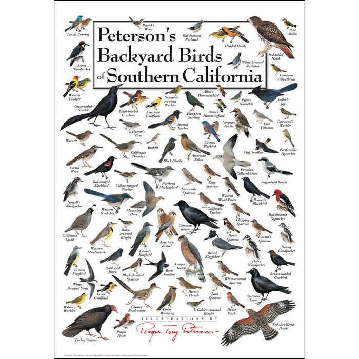 Peterson's Backyard Birds of Southern California Poster