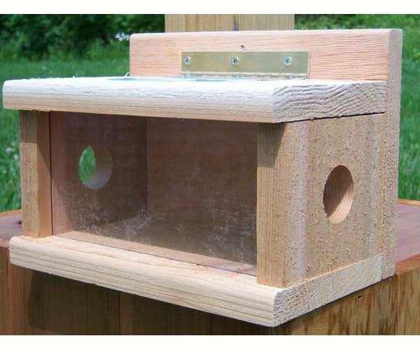 Bluebird Houses: Post Mount Bluebird Feeder