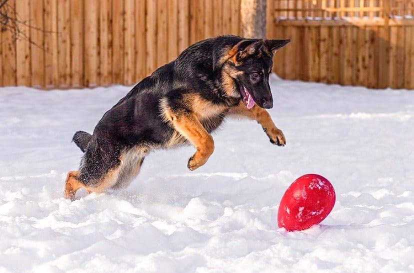 JOLLY PETS EGG