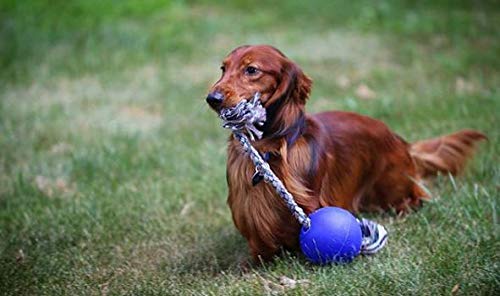 JOLLY PETS ROMP-N-ROLL BALL