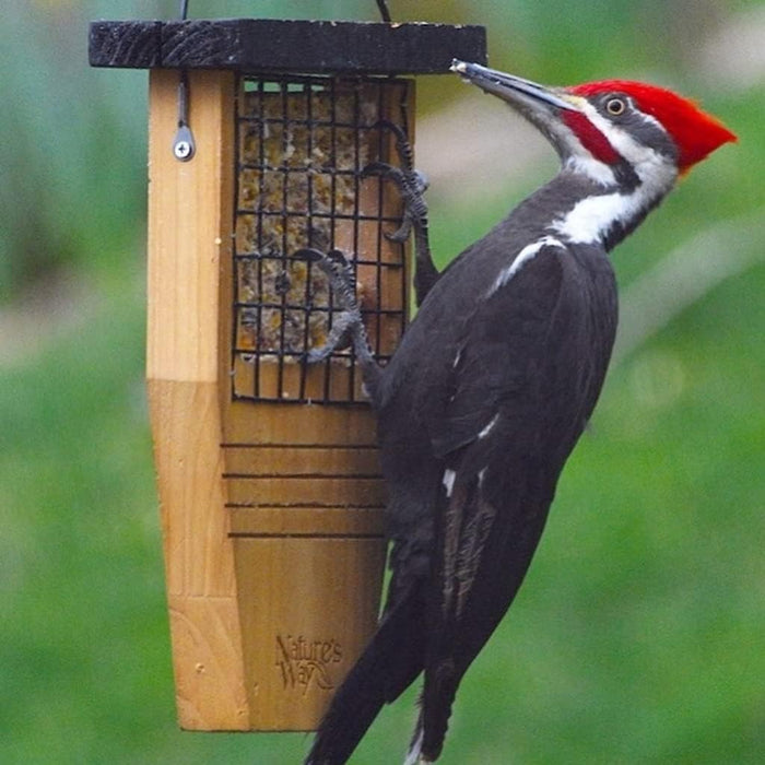 TAIL PROP SUET FEEDER