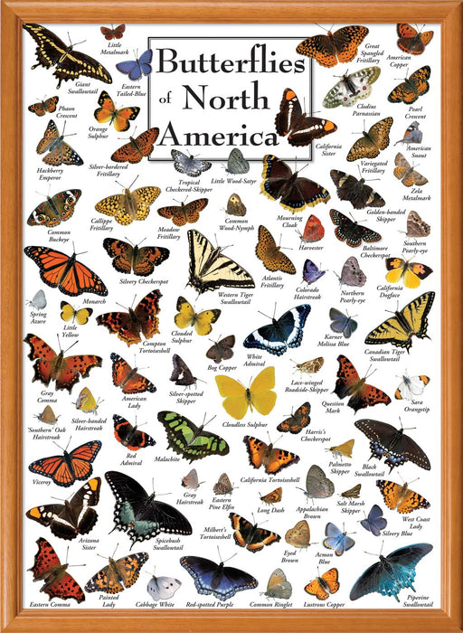 MasterPieces Puzzles Butterflies of North America 1000 Piece Puzzle