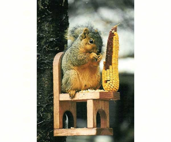WILDLIFE FEEDERS & HOUSES: Squirrel Chair