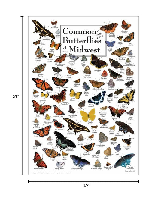 Common Butterflies of Midwest Poster
