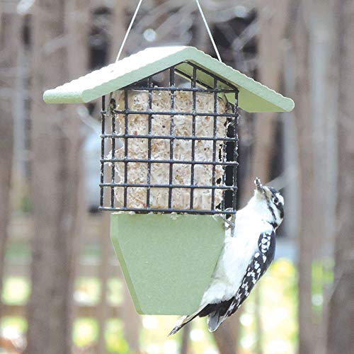 Birds Choice GSTP Tail Prop Suet Feeder, Recycled Hanging Suet Bird Feeder, 1 Suet Cake Capacity, Green