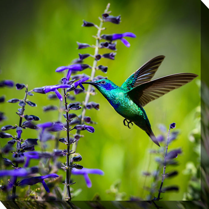 Hummingbird #7 by West of the Wind | Waterproof Outdoor Wall Art