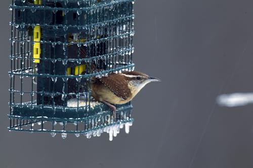 Squirrel Buster Suet Squirrel-Proof Suet Bird Feeder with Two Suet Cake Trays, Two Crumb Ports, Mess-Free Suet Loading, Durable Green Design for Clinging Birds