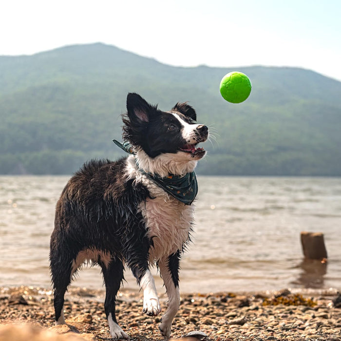 JOLLY PETS SOCCER BALL