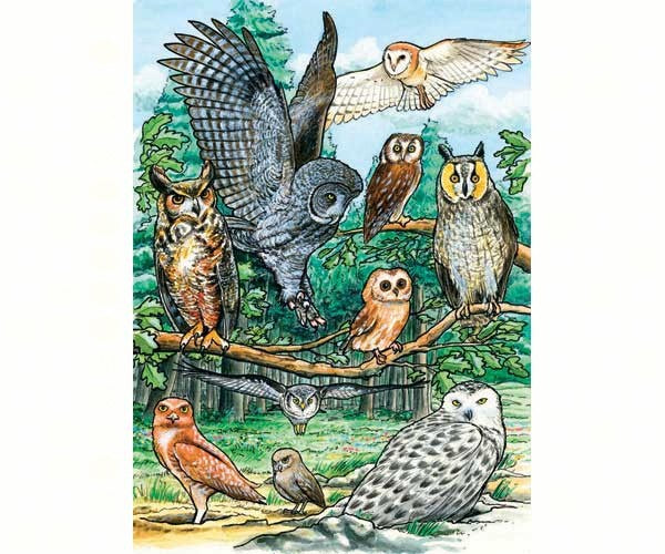 NorthAmericanOwls Tray 35pcs