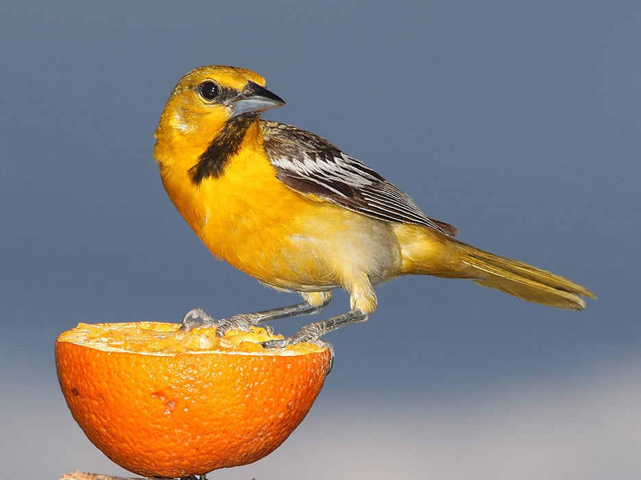 Naturesroom Oriole Feeder for Outdoors, Orange Jelly Feeder Kit Includes(Feeder with Nectar)