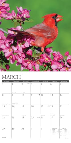 Willow Creek Press Cardinals 2026 Calendar