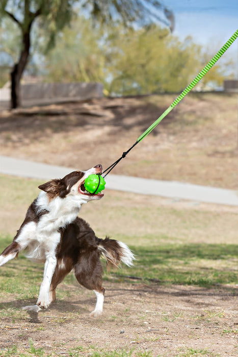 JOLLY PETS TREE TUGGER BUNGEE