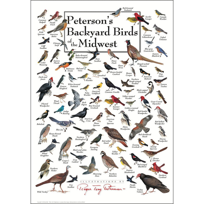 Peterson's Backyard Birds of the Midwest Poster