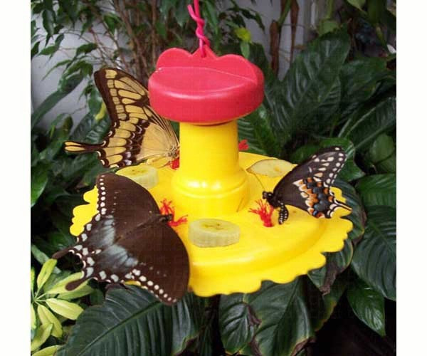BUTTERFLIES & BEES: Butterfly Feeder