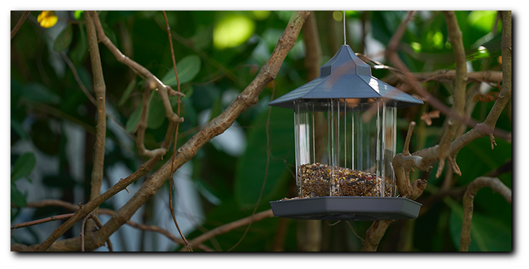 Shop Bird Feeders at The Bird Shed