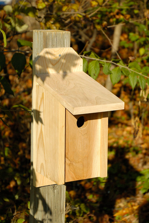 Western Bluebird Bird House - Solid Cypress