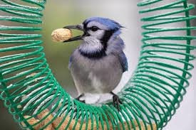  Red Arrow Whole Peanut Blue Jay Feeder