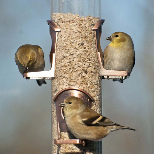 Brushed Copper 6-Port Seed Feeder - The Bird Shed