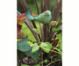 Ceramic Bird Plant Pick Teal