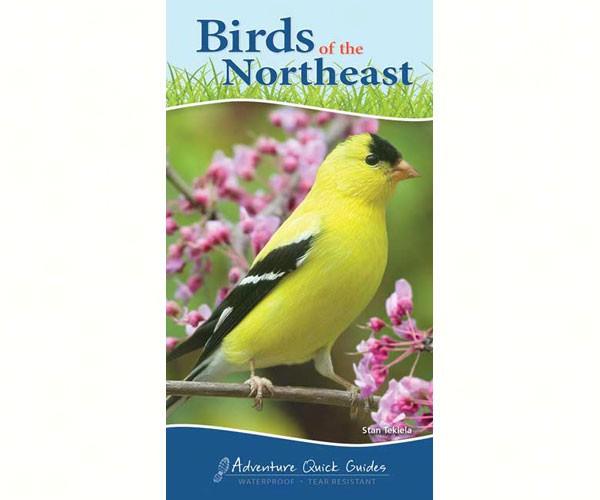 Birds of the Northeast Quick Guide