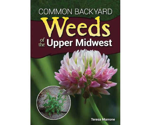 Common Backyard Weeds Midwest