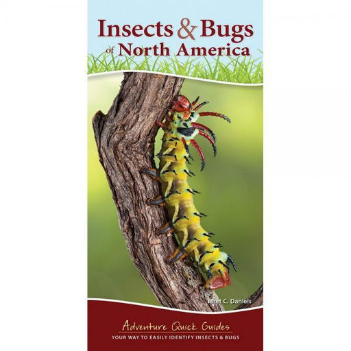 Insects and Bugs of North America