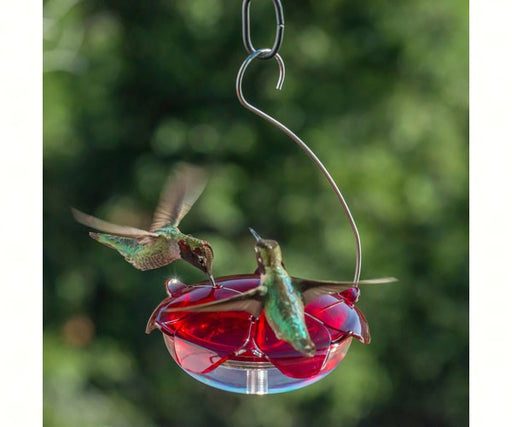 Ruby Sipper Hummingbird Feeder Clear