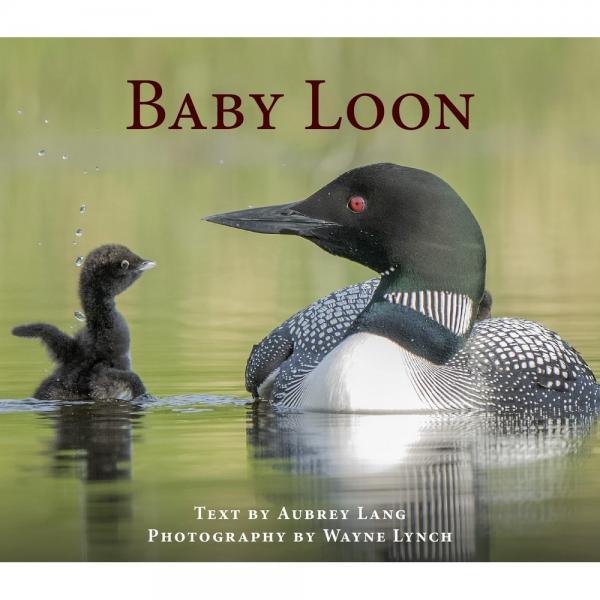 Baby Loon