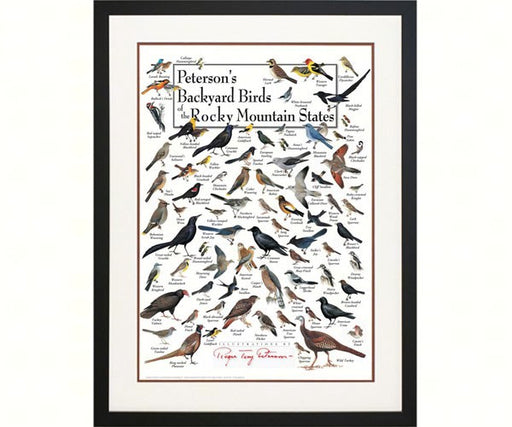 Petersons Backyard Birds of the Rocky Mountains Poster