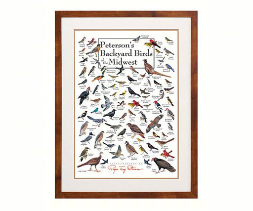 Petersons Backyard Birds of the Midwest Poster