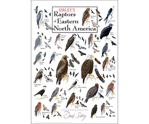 Sibleys Raptors of Eastern North America Poster